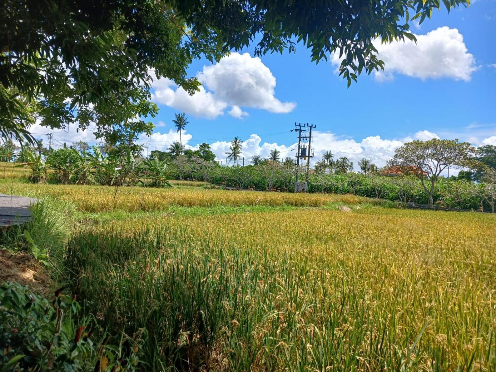 Kartika Dahayu Private Pool Villas Sukawati المظهر الخارجي الصورة